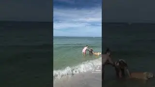 Best Dog Beach In Tampa Bay!