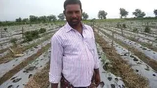 Swal company RADOSTAR result, farmer feedback,🖕