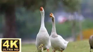 Beautiful 4k goose for children, soothing music, vivid images