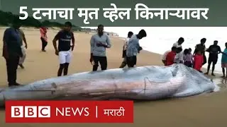 Dead Blue Whale on Andhra Pradesh Coast : 5 टनाचा मृत ब्लू व्हेल मासा किनाऱ्यावर कसा आला?