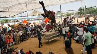Camel Dance Video in Pushkar Mela 2017 || कैमल डांस || पुष्कर मेले में ऊंट का नृत्य