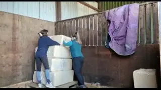 Moving Day! My Horses are on the same yard!
