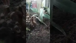 Acanthoscurria geniculata beim fressen