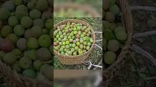 Cute Girl 😍😍 Harvesting and Selling their produce to the market #satisfying #harvesting