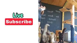 LIVE Cats And Chats + CAT CAM