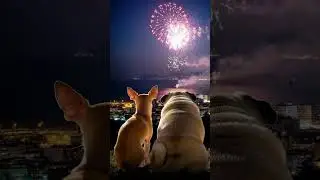 Dog enjoying fireworks #ai #cute #dog #chihuahua #pug #fireworks #summerfestival #shorts