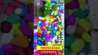Turtle store near me | RES for sale || pet shop | Jajpur