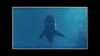 New Trailer For Maneater, The Open-World Shark RPG - Game Informer