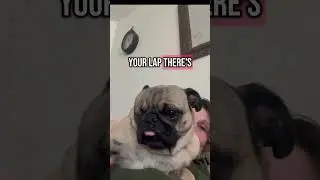 Velcro Dog Life: Sir Isaac Newton&rsquo;s Personal Space Invasion 🐾