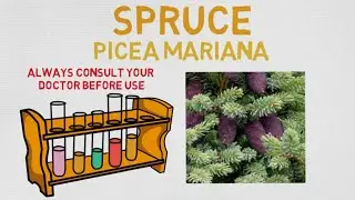 Essential Oil Breakdown: Spruce Oil! Benefits, Uses, and History (Aromatherapy)