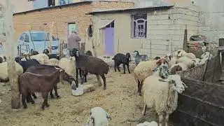 A Lamb’s First Attempts to Stand on Its Own