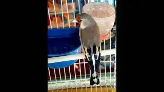 Training sound for Himalayan baby Saira.. goldfinch # lovebird # viral video..