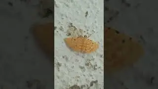 orange moth