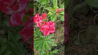 Best Adenium Plant Nursery in Kolkata Horticultureking Fat Codex Rs 120/-