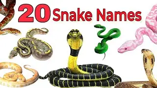 Snake Names for Kids | Learn 20 Types of Snakes in English | Preschool & Toddler Learning Video