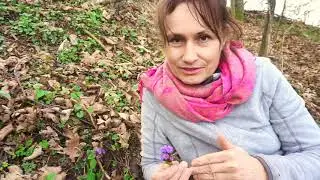 DOBRE ZIOŁO odc.6, MIODUNKA PLAMISTA | Marzena Andrzejewska, HIPOALERGICZNI