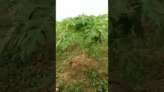 Red lady papaya 786........