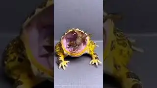 Big Frog vs Crab#shorts #trending #viralvideo #viral