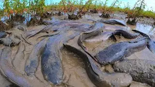 Traditional Fishing Method Catches Tons of Giant Catfish