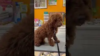 #zwergpudel #verfilzt#matted #share #shortsfeed #shortvideo #shorts #short #subscribe #groomer