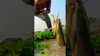 Chicken Leg Bait Trap Catching Big Fish #shorts #fishing