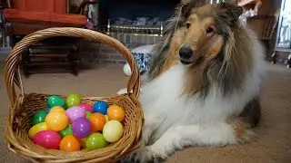 My Dog Has An Easter Egg Hunt! Easter 2022!