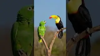 Ezequiel & Tony: Grumpy Amazon vs Chatty Toucan! 🦜🤣