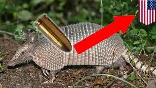 THE BULLET PROF ANIMAL ? #armadillo #bulletproof #wildlifefacts #ScienceOfNature