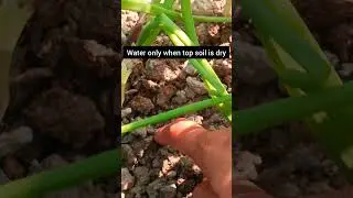 Onion watering mistakes 🧅Overwatering can destroy your crop Water correctly for healthy onions🌱