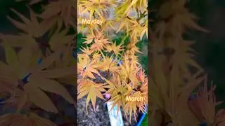 Acer Palmatum Mayday spring colors. #mayday #japanesemaple #spring #acer #colors #tree #mikawa