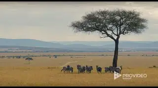 Masai Mara - Stock Footage