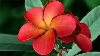 Flower animation