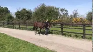 Horsesales.ie -NEW Kingman LOT 25