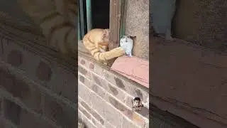 billodi vs Katru funny video #cat #mouse #fighte #cutevidio #funny #youtube