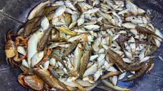 See how they caught fish by throwing water from the pond