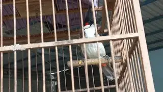 nghe chim hót giải trí cả nhà ơi 🐦