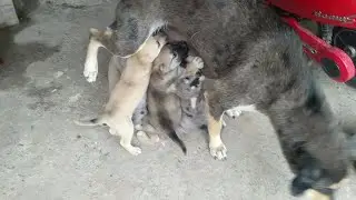 Mama Dog Weaning Puppies