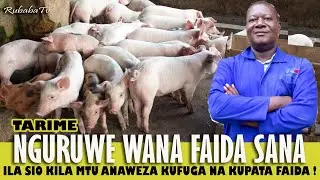 Ninazalisha Nguruwe F1 – Hii Ndio SIRI ya Mafanikio Katika Ufugaji Wangu!