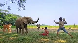 The Elephant Attack And Tiger Attack In two Football Boy | Tiger And Elephant Deep Jungle #elephant.