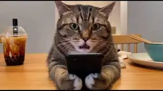 This Cat Needs Therapy Because of His Human | Cat Talks