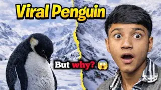 Viral Penguin 🐧 Colony Chhod Kar 70KM Akela Kyun Chala Gaya? | But Why?