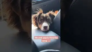 Road trip #aussieshepherd #kpop #aespa #music