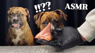 BEST ASMR MUKBANG PITBULL EATING RAW FOODS Cow Foot, Turkey Neck & Lamb Heart Feast! P15