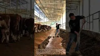 Farm Life: Cleaning Cow Sheds with Shovels