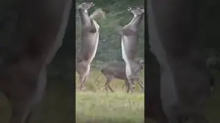 Crazy Doe Deer fight #shorts #deer