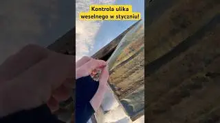 Kontrola ulika weselnego w styczniu!😮 #pszczelarstwo #pszczoły #pasieka #ule