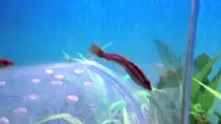 Aggressive Fish Red Channa Snakeheads MHR