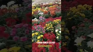 TAMAN BUNGA CELOSIA, aneka rupa