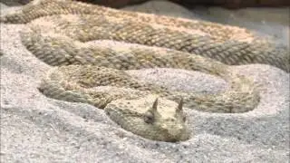 Cerastes