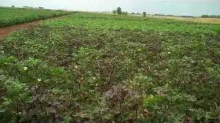 TAMU Plant Breeding - Mass Selecting Cotton